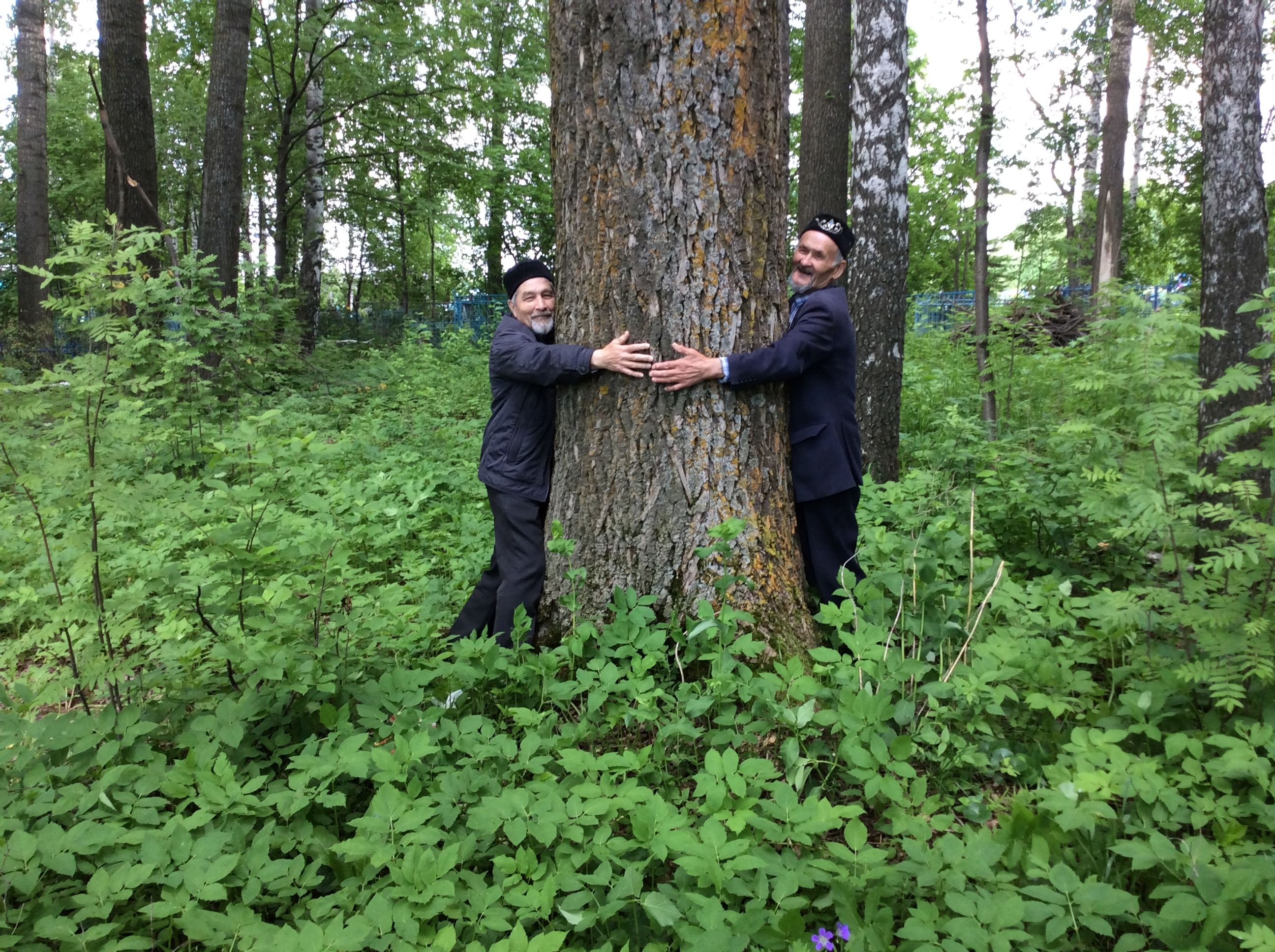 Күрҙем ауылы зыяратында йөҙйәшәр ағастар үҫә.