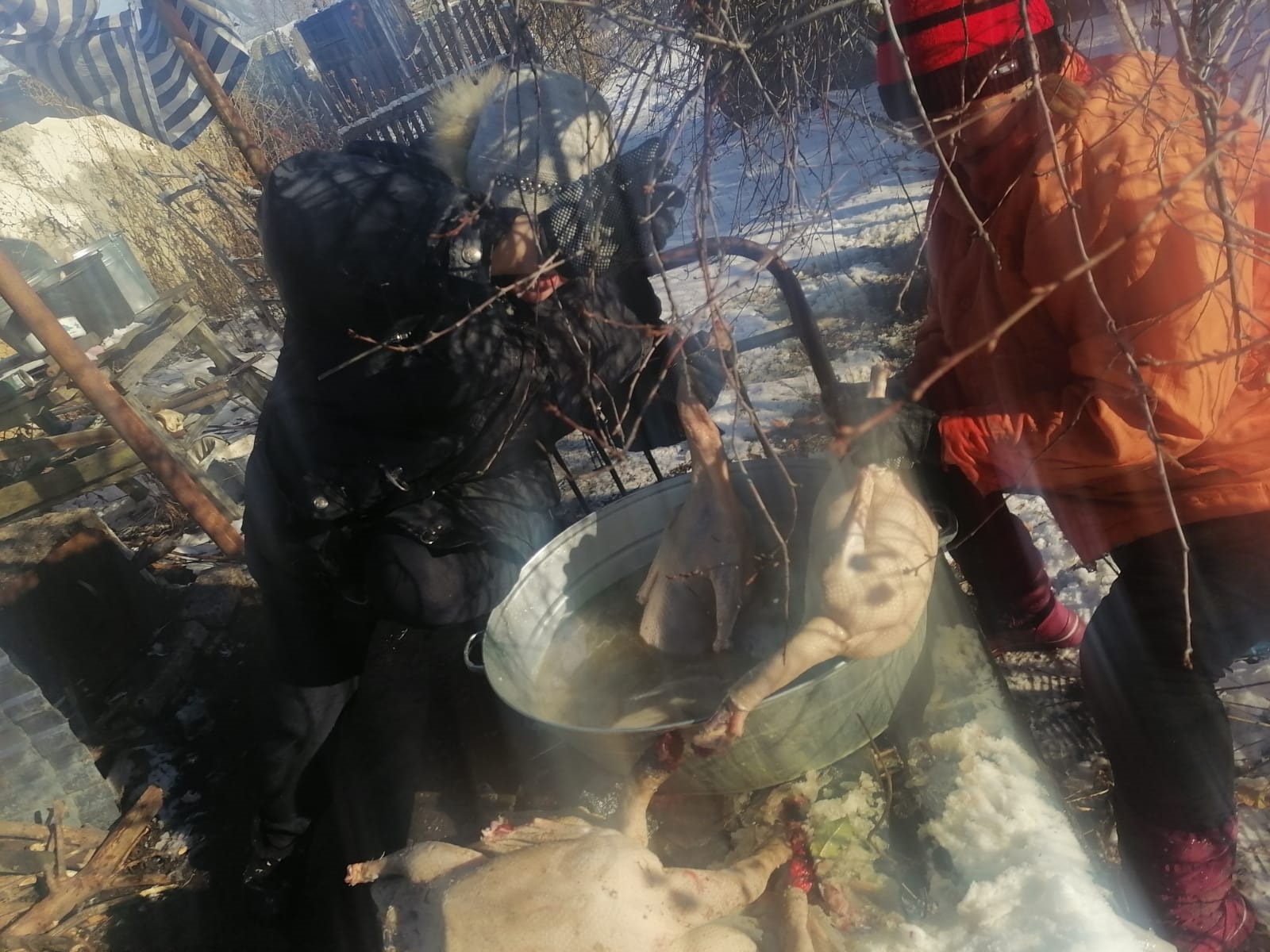 Башкирские обычаи,  связанные с домашними гусями