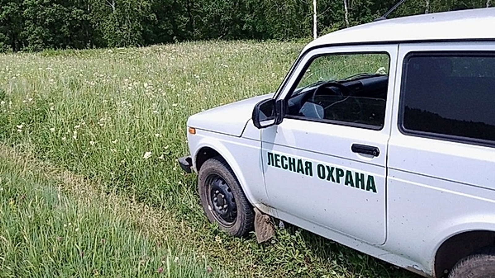 В Башкирии объем незаконно заготовленного леса снизился на 17%