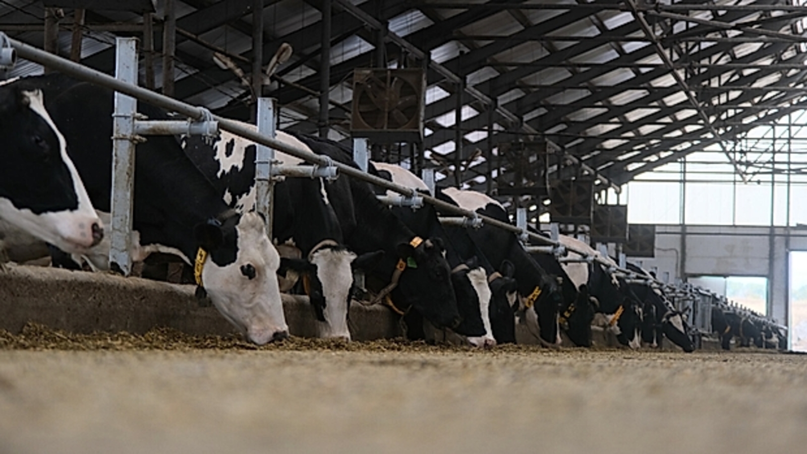 В Башкирии на генетическую экспертизу КРС направят более 8 млн рублей