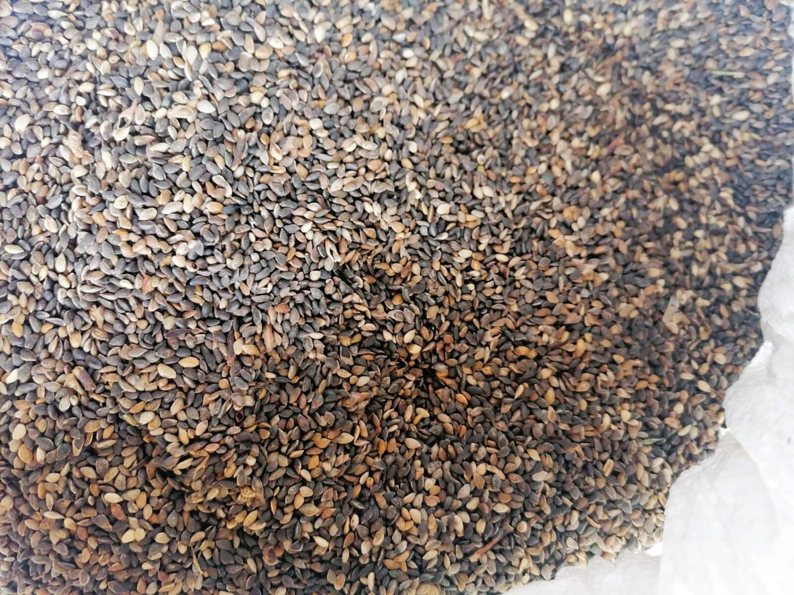 Более трех тонн семян лесных растений заготовили в Башкортостане в 2025 году