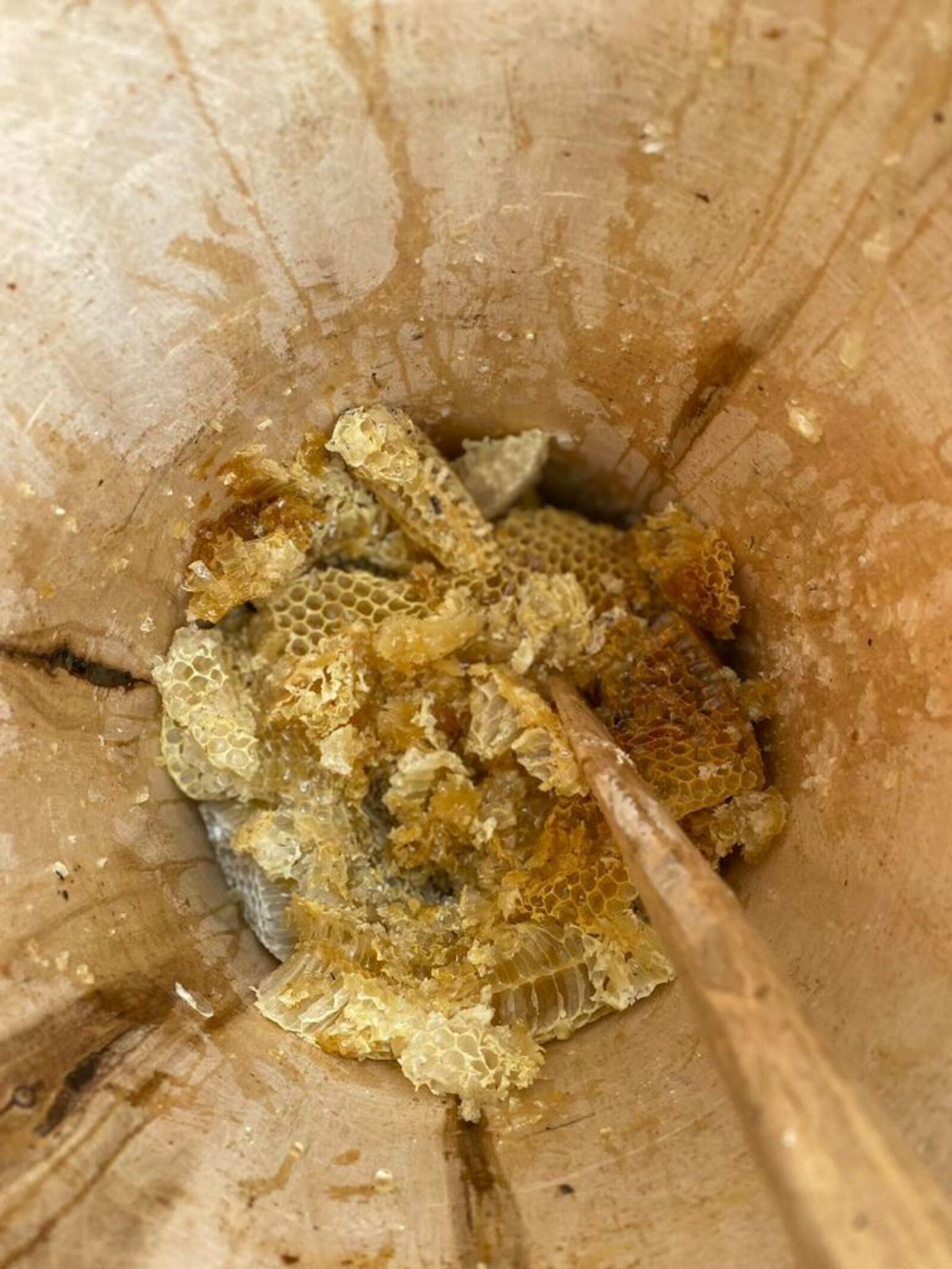 Бортевое пчеловодство – уникальный промысел башкирского народа