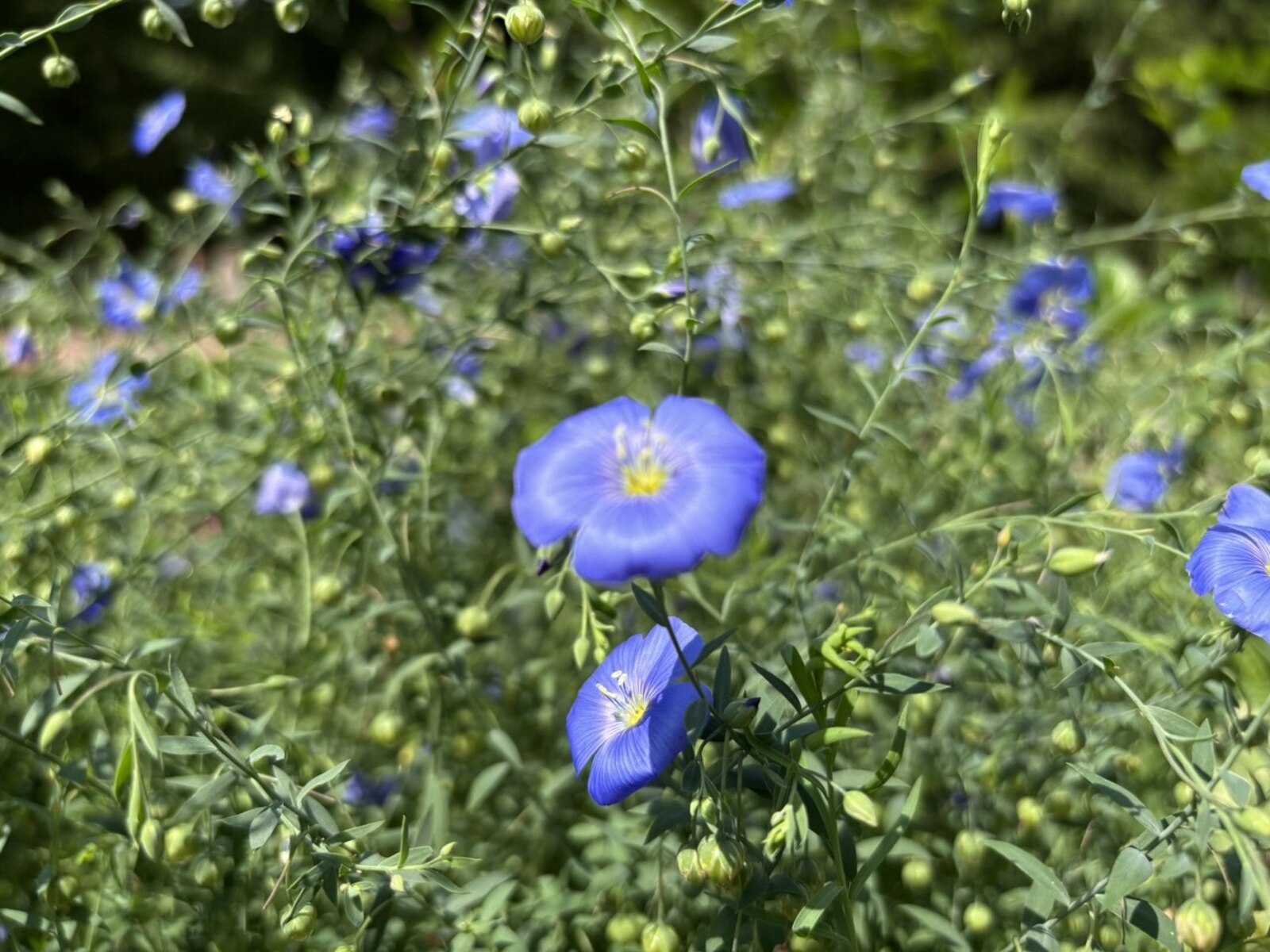 Ҡоторғандан ҡотолғаның хәйерле