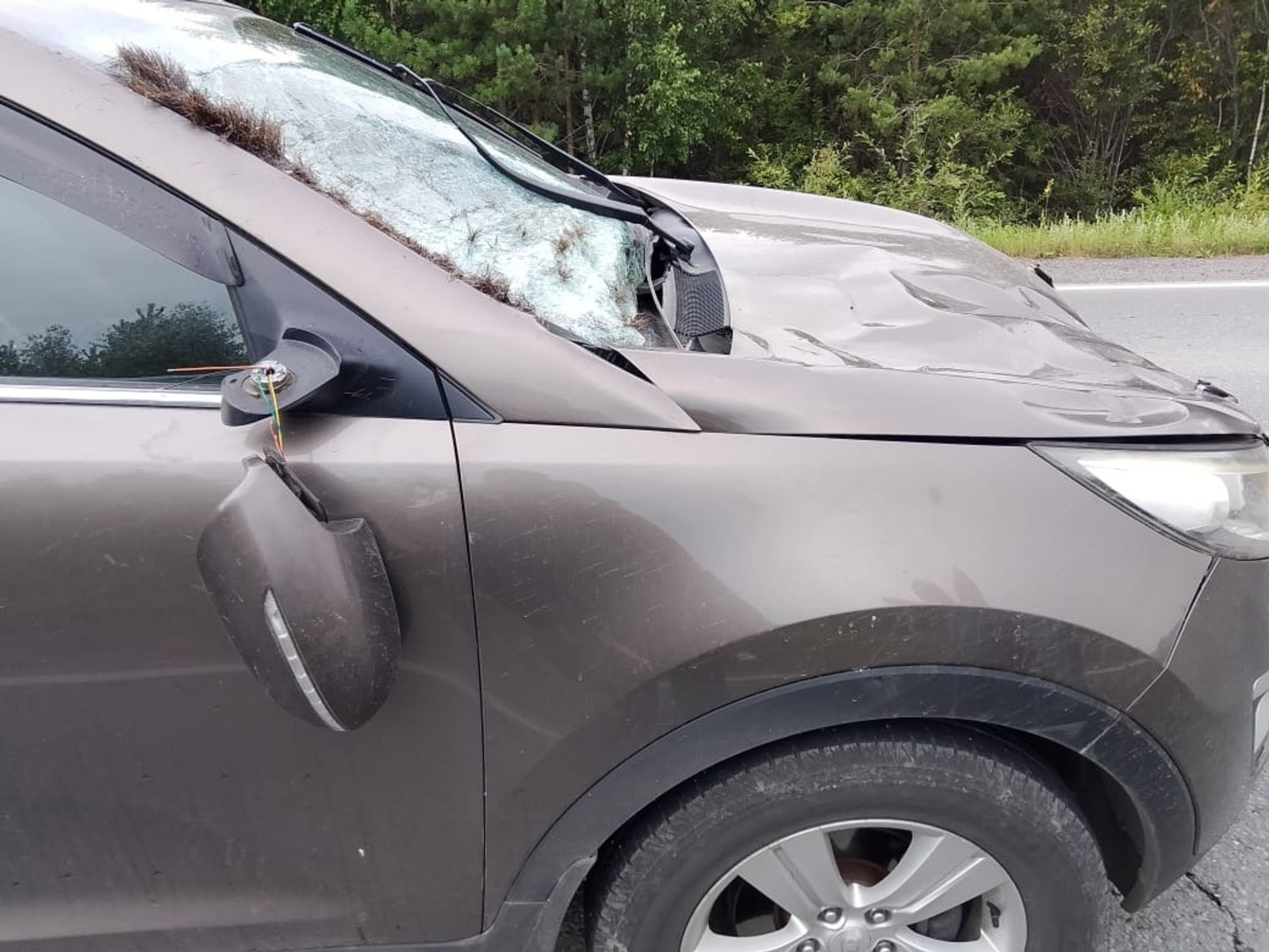 В Башкирии назвали число погибших в ДТП с дикими животными