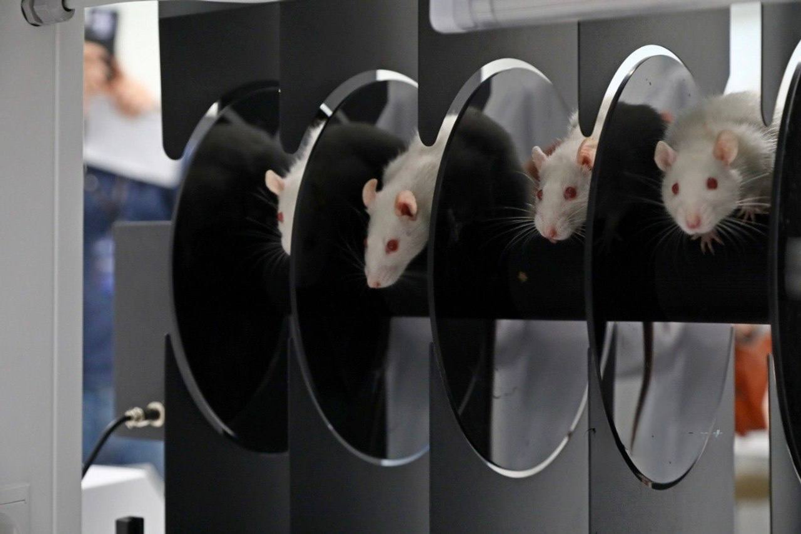 В МКУ перешли на новый этап исследований в разработке антидепрессанта