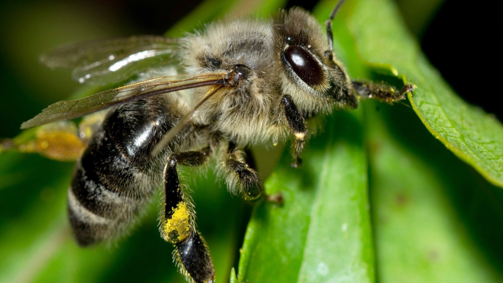 Башкирская пчела: былое и реальность